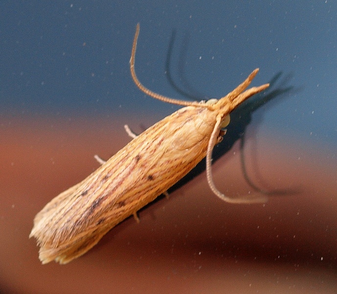 Crambidae